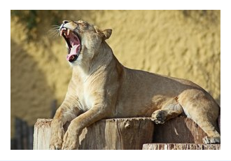 Eating Like a Predator